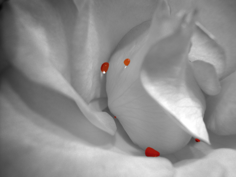 A close-up of a flaming orange and yellow rose desaturated down to a quieter black and white. Only the water droplets sprinkled on its soft grey petals give a hint of the original sunny colors.