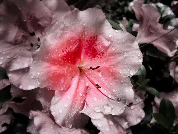 A photograph of a soft pink azalea, the petals sprinkled with raindrops after a spring storm and enhanced by selective coloring.