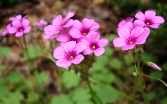 A cluster of violet wood-sorrel's pink flowers, with the clover-like leaves in the background. 'Oxalis violacea, the violet woodsorrel, is a perennial plant native to the United States. Similar in appearance to small clovers such as the shamrock, the plant bears violet colored flowers among three-parted leaves having heart-shaped leaflets. Wood sorrel emerges in early spring from an underground bulb.'