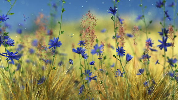 Vivid blue chicory and cornflowers bloom in a golden field of grass under a pale blue sky. The blond and green background is also interrupted by the sparkling pink of muhly grass flowers.