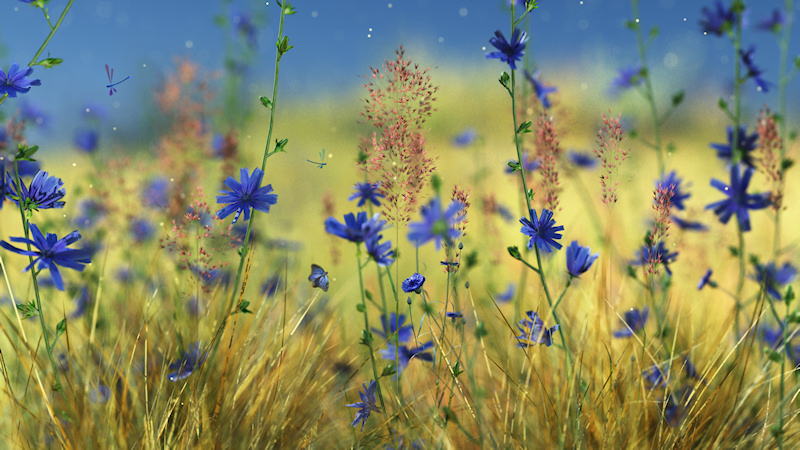 Vivid blue chicory and cornflowers bloom in a golden field of grass under a pale blue sky. The blond and green background is also interrupted by the sparkling pink of muhly grass flowers.