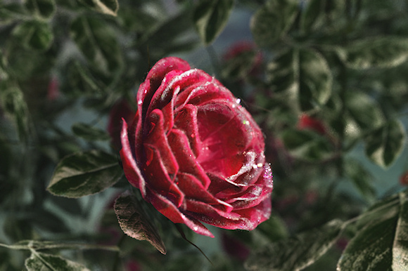 A bright magenta rose sparkles with the crystals of the last frost of winter.